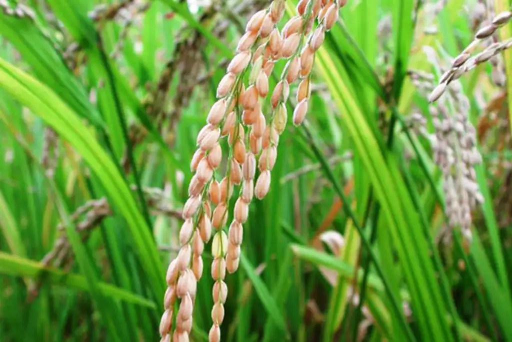 Arroz 