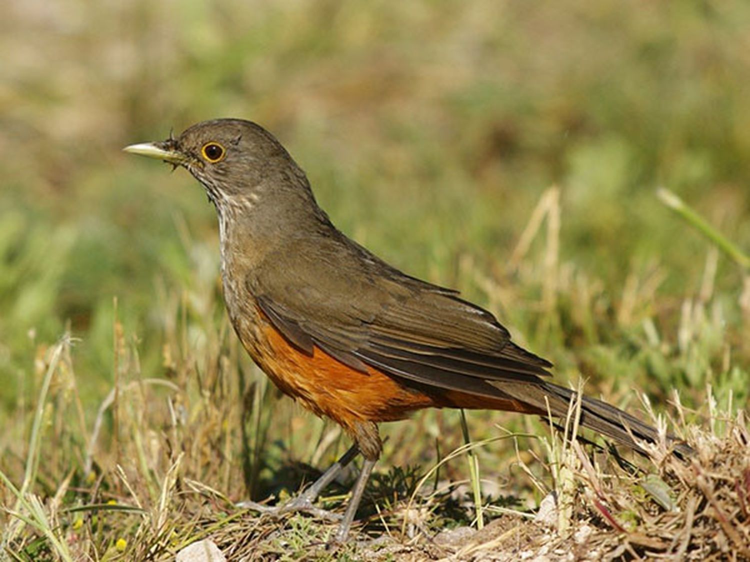 Las tres especies de zorzales que hoy se pueden observar en el paisaje necochense