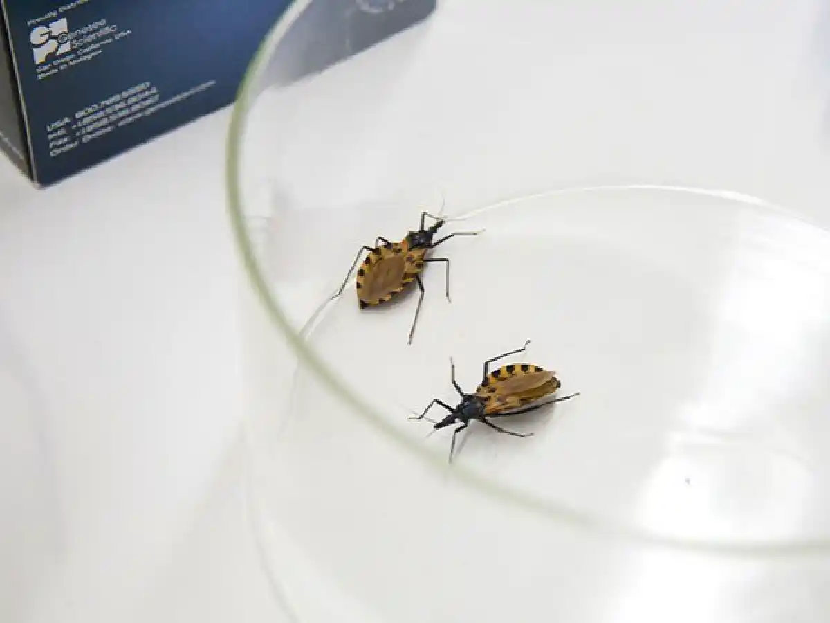 Descubren que un fármaco usado para la hipertensión puede inhibir el Mal de Chagas