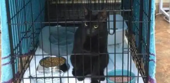 ASOMBROSO Hallan a Binx, el gato negro superviviente del derrumbe en Miami