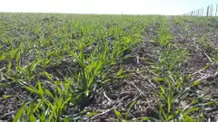 Trigo : con la siembra casi finalizada se complica con el frio y la sequía