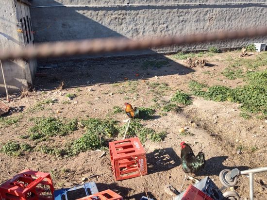 Bahía Blanca: Acusan a supermercadista chino de torturar gallinas