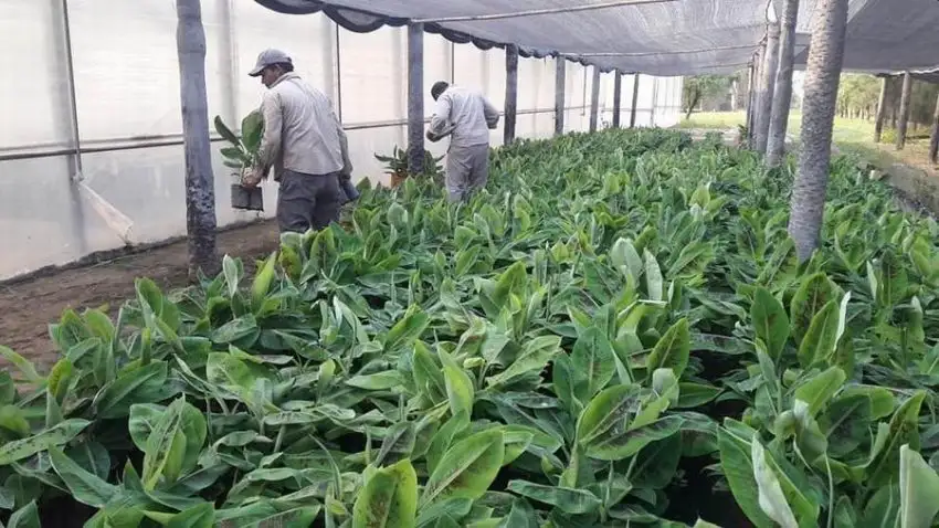 Murdoch afirmó que los productores bananeros siguen ampliando sus áreas de siembra