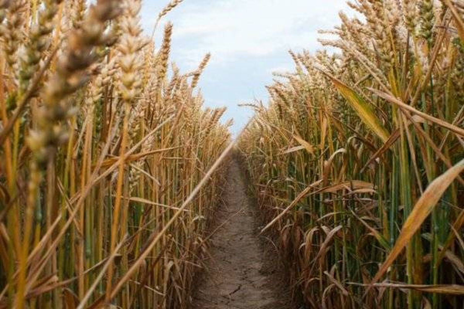 Un productor entrerriano necesitará 2.406 kilos de trigo por hectárea para cubrir costos