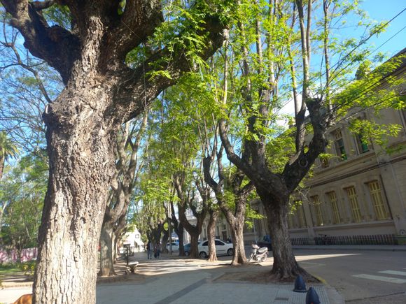 Milei no odia más al Papa, liberaron a los árboles del pasacalles