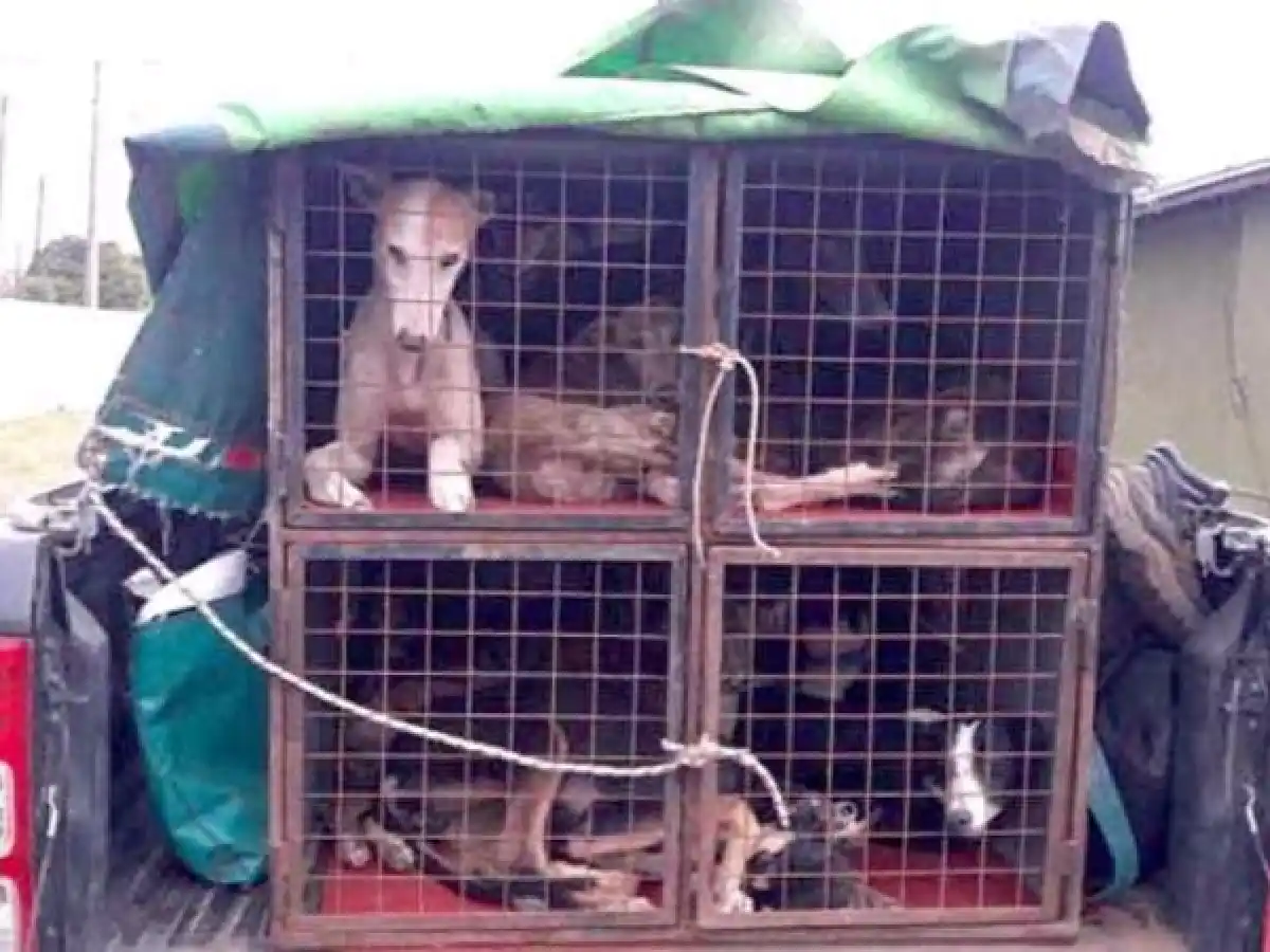 La lucha contra la caza furtiva