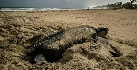 ¡EN PELIGRO DE EXTINCIÓN! Tortuga Cardón llega a desovar en costas de Naiguatá (+VIDEO)