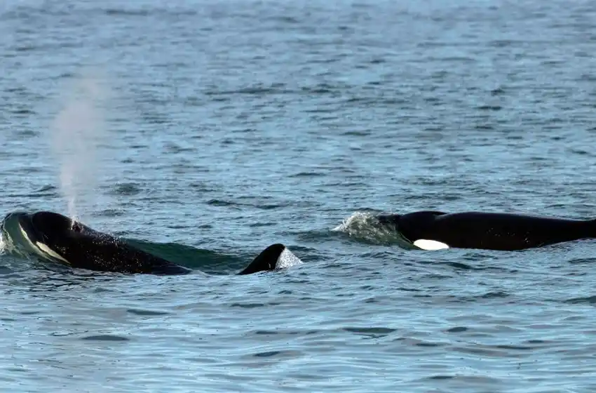 Avistan por primera vez una cría de orcas frente a las costas de Río Negro
