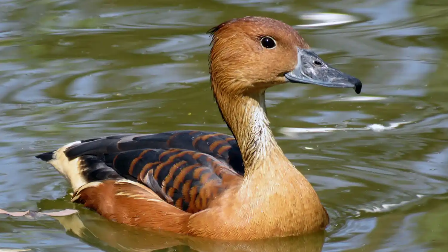 Recuerdan los alcances de la resolución de caza deportiva para 2019