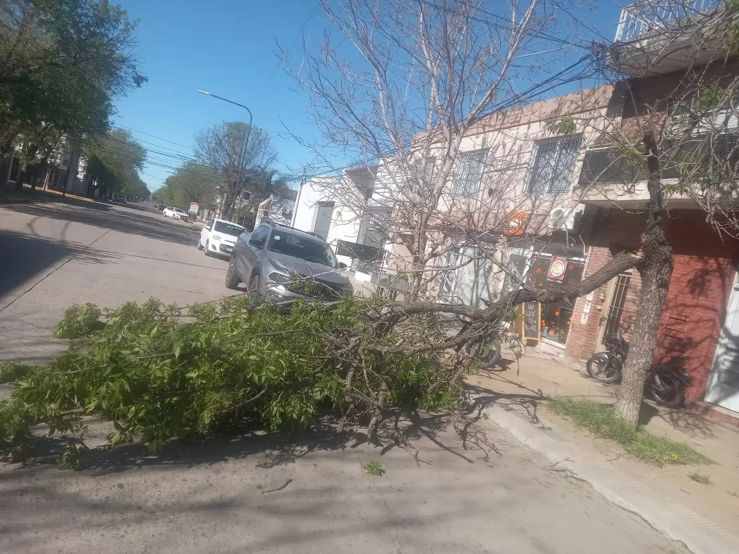Gajo caído sobre calle Brown, entre San Martín y Belgrano. Foto: BVVT