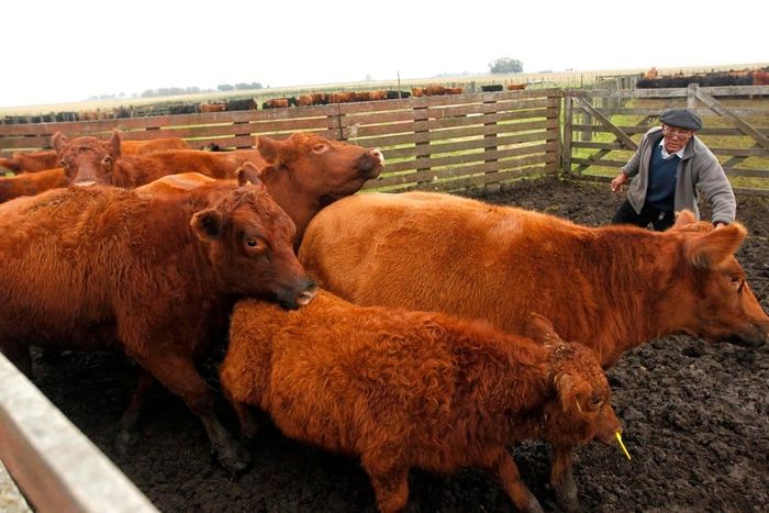 Vacas
