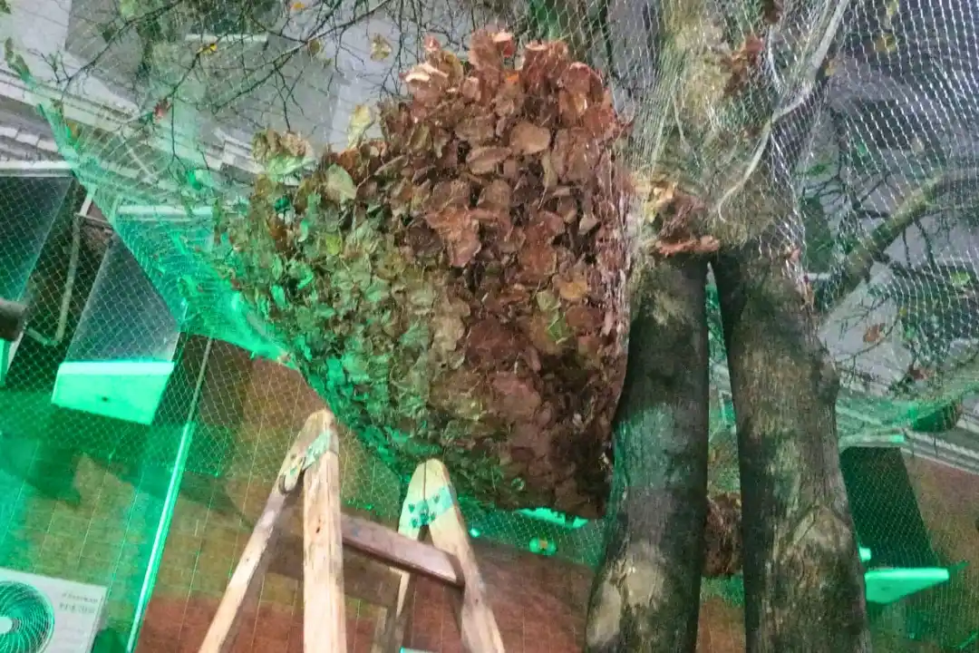 Mantenimiento continuo de redes en el centro para evitar acumulación de hojas