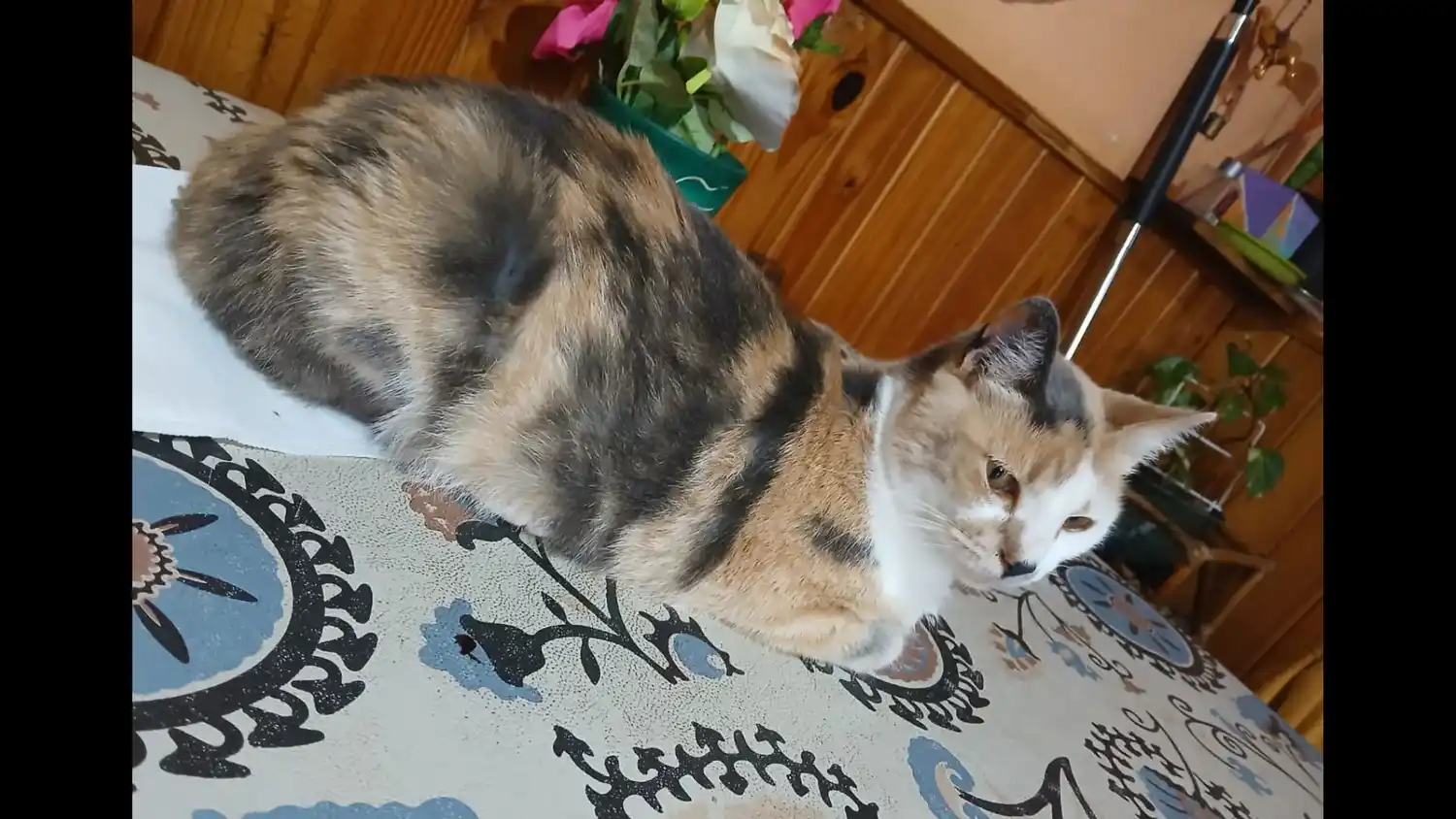 Piden por una gata extraviada en calle Aulí