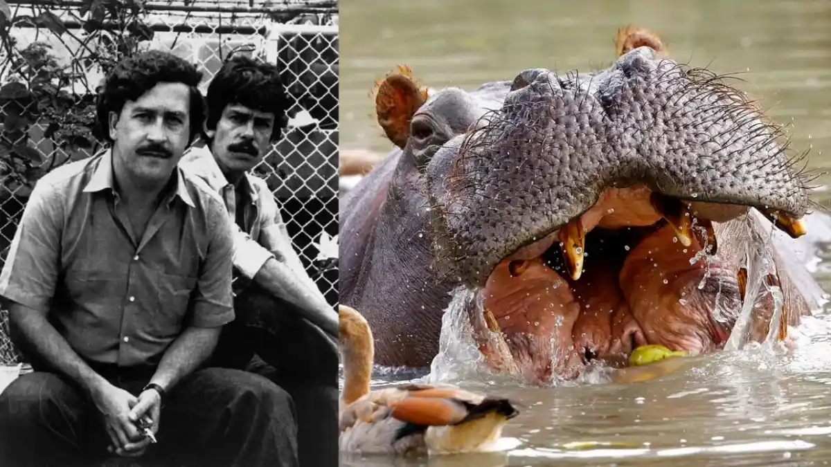 Justicia de Colombia ordena cazar hipopótamos de Pablo Escobar