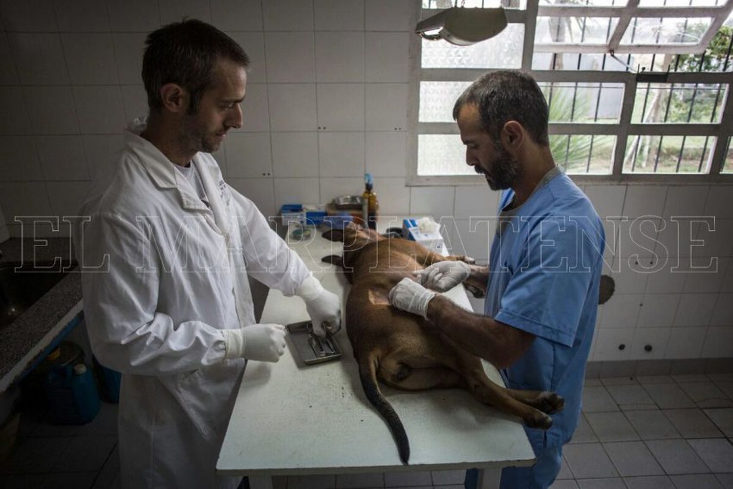 El Municipio designó el presupuesto para la ampliación de Zoonosis