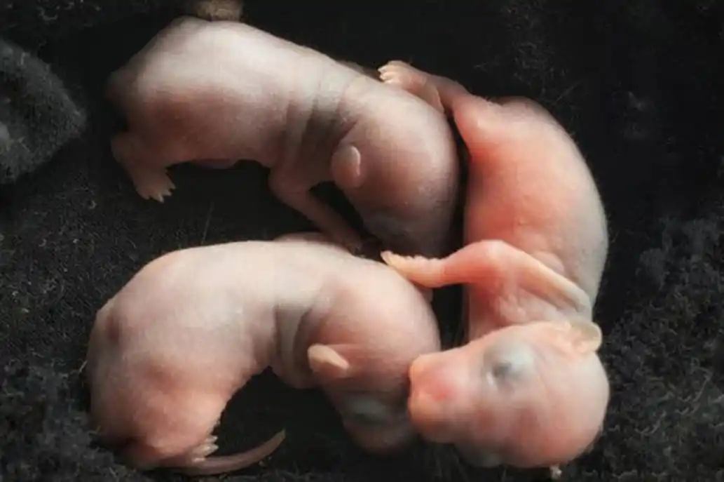 Japón quiere ser el primer país en apoyar el desarrollo de “humanimales”
