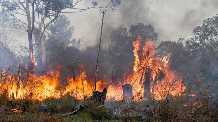 El Gobierno creó un área para prevenir e investigar delitos ambientales