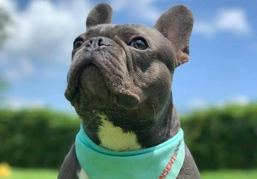 ¡JUSTICIA PARA ANAKIN! Esta empresa estaría implicada en la muerte de una mascota