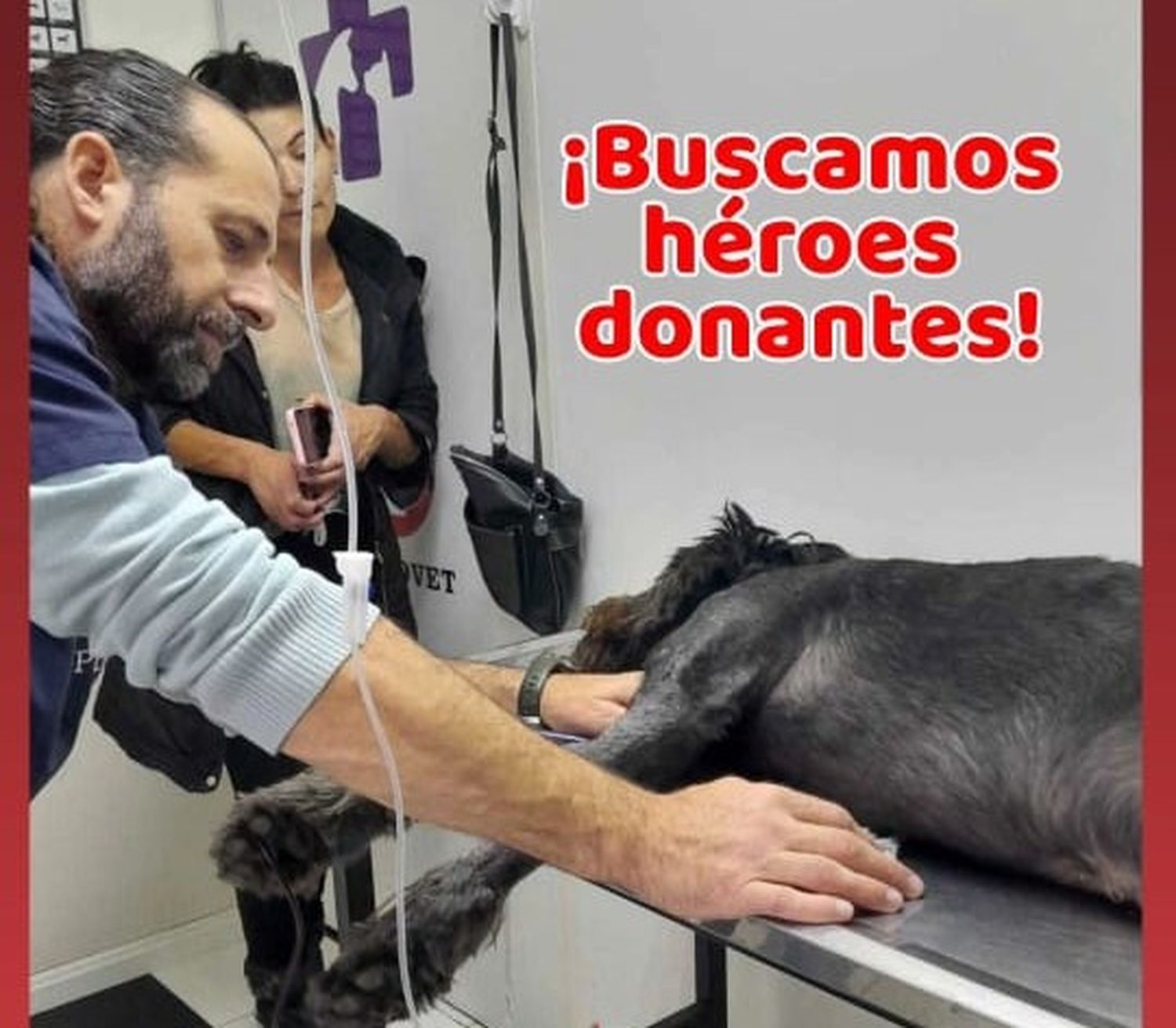 Donar sangre salva vidas, también animales