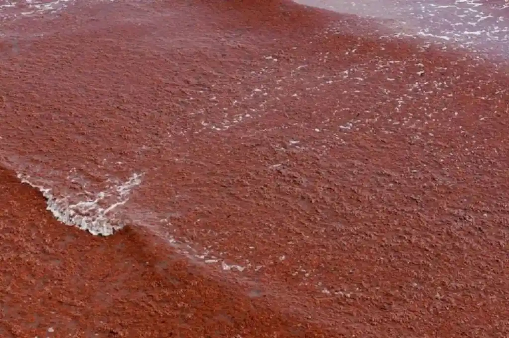 La presencia del alga no representa un riesgo para la salud humana.