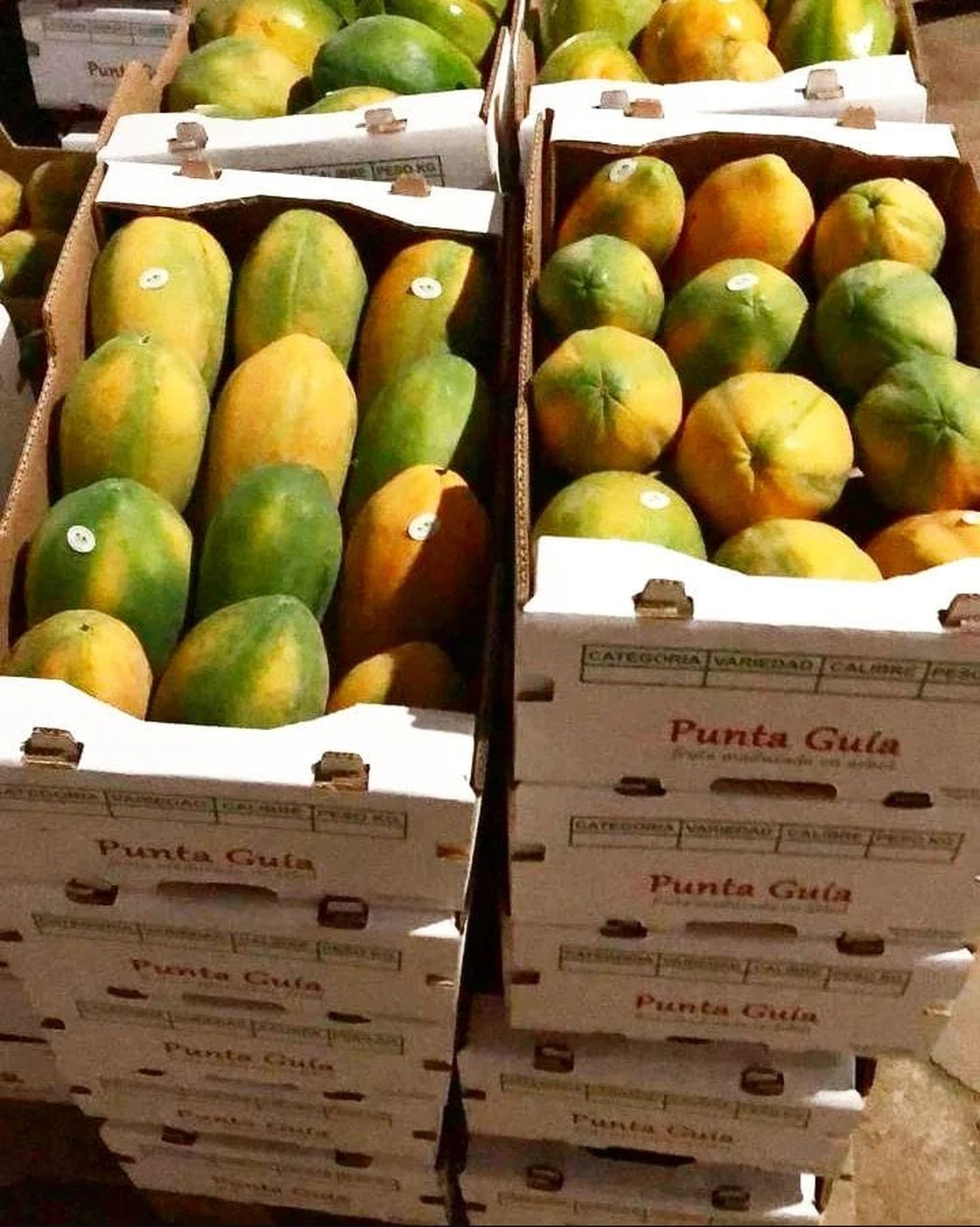 Producción formoseña de papaya despunta en Laguna Naineck