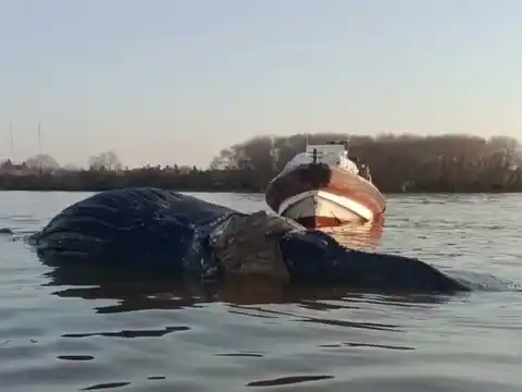 Extraña aparición en el Río Paraná: una ballena fue vista cerca de  Zárate