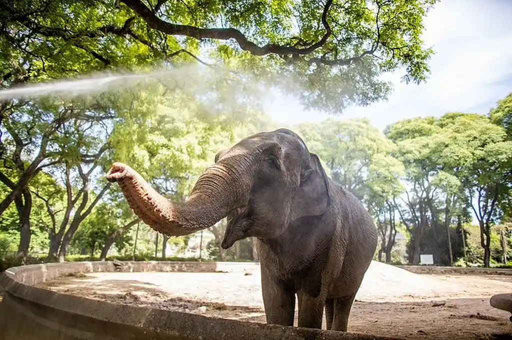 Trasladarán a la elefanta Mara desde el Ecoparque a Brasil