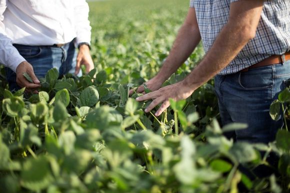 Agregaron 2.531 productores al beneficio de las compensaciones de soja y maíz