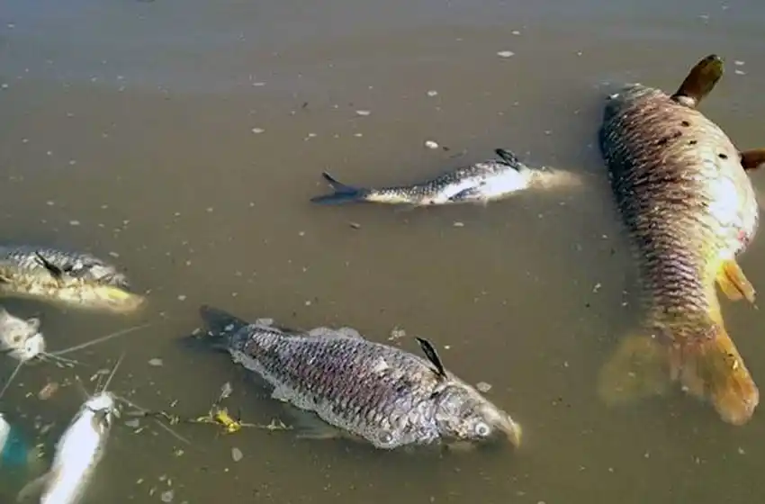 Descartan presencia de agroquímicos en las aguas del Paraná