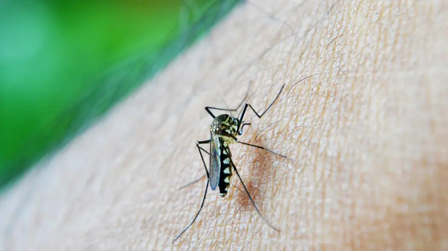 Prevención de dengue