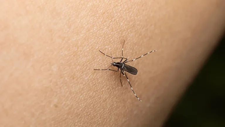 Mosquitos. Buscan a los transmisores de dengue