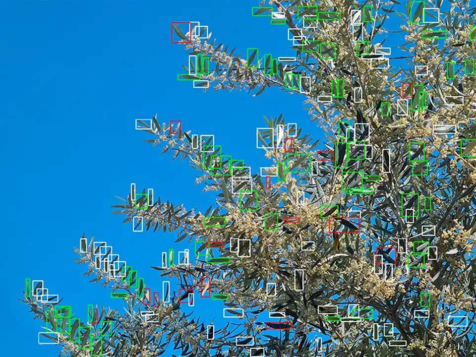 La IA detecta enfermedades en un árbol. Foto: (Conicet)