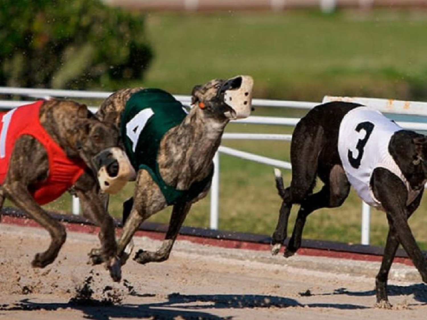 Paran una carrera de galgos y detienen a 25 personas en un pueblo cordobés