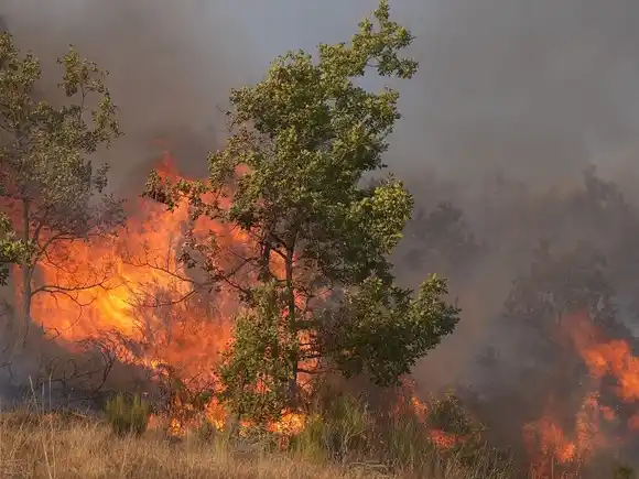 España sufre con los incendios una de sus "mayores catástrofes medioambientales"