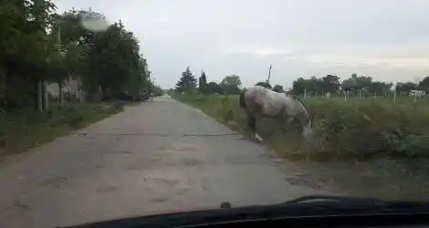 Un caballo que corta la calle