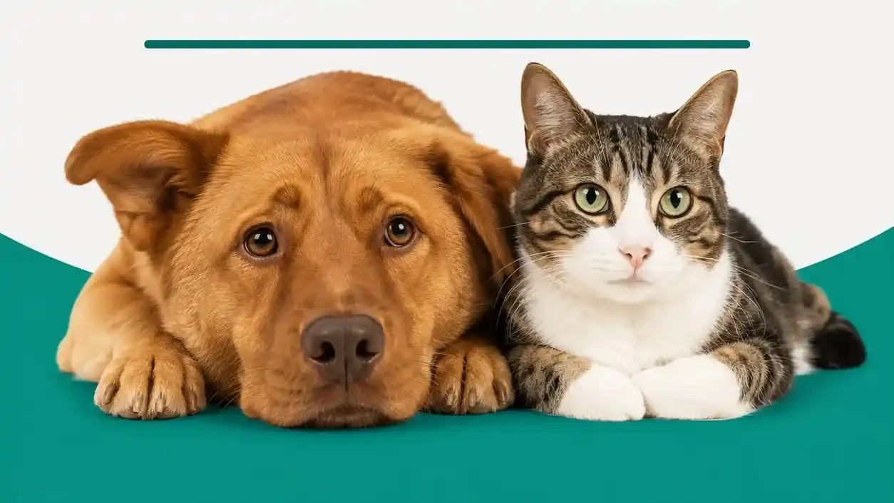 Bromatología brindó recomendaciones para actuar ante casos de envenenamiento de animales