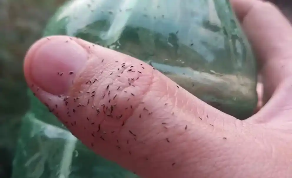 Cartón lleno: La invasión de bichitos se debe al calor y la sequía