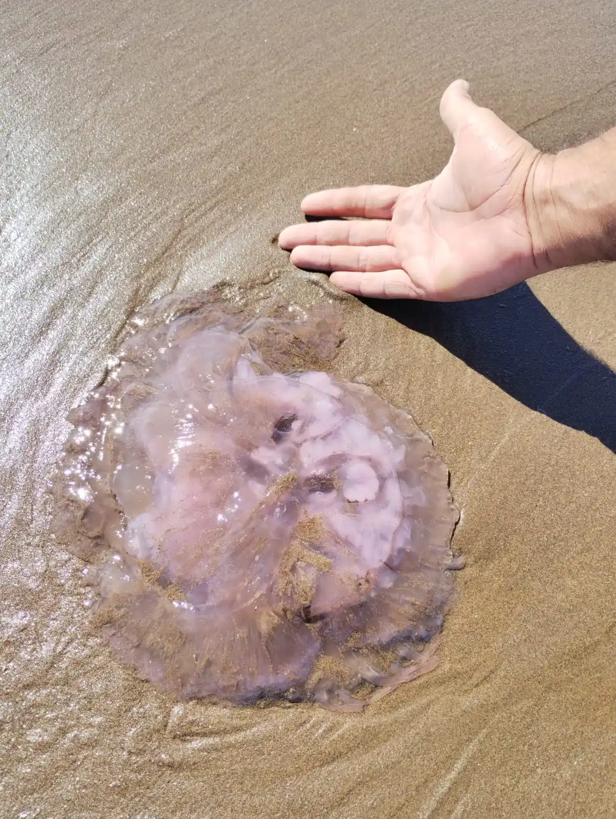 Recomendaciones a tener en cuenta ante la presencia de aguas vivas en la costa