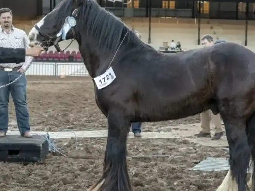 La raza de caballos Gypsy Vanner, fue originada luego de la Segunda Guerra Mundial en las zonas de Irlanda y Gran Bretaña por los gitanos.