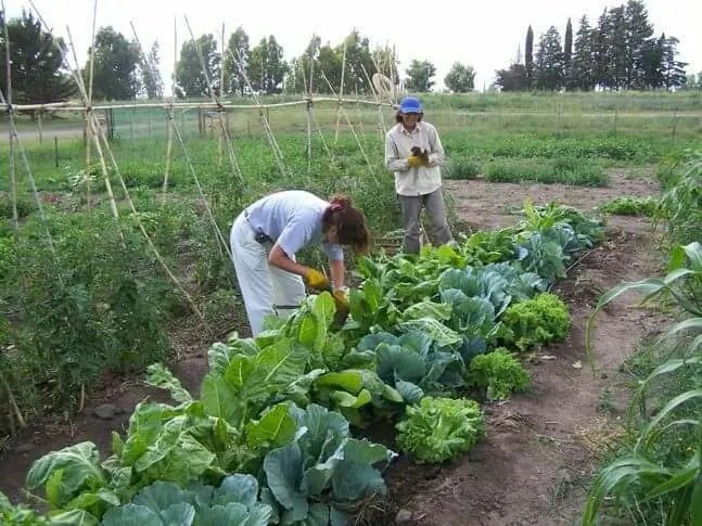 Las huertas familiares siguen en constante crecimiento