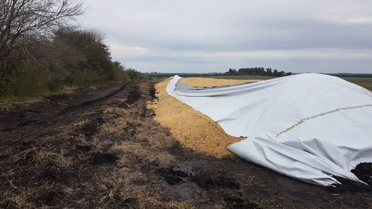 Destrozaron un silo bolsa con más de 200 toneladas de soja cerca de la ciudad