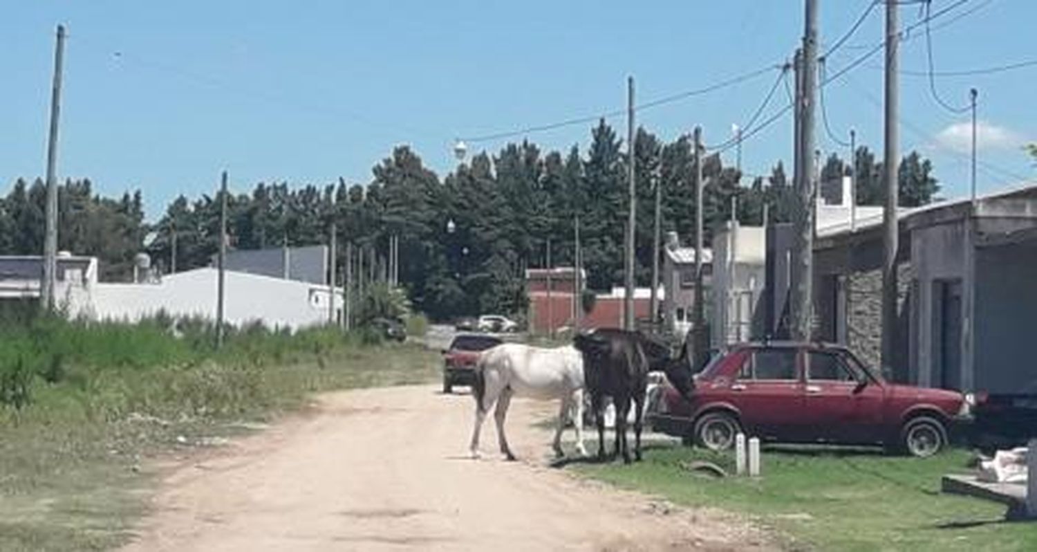 Reporte ciudadano