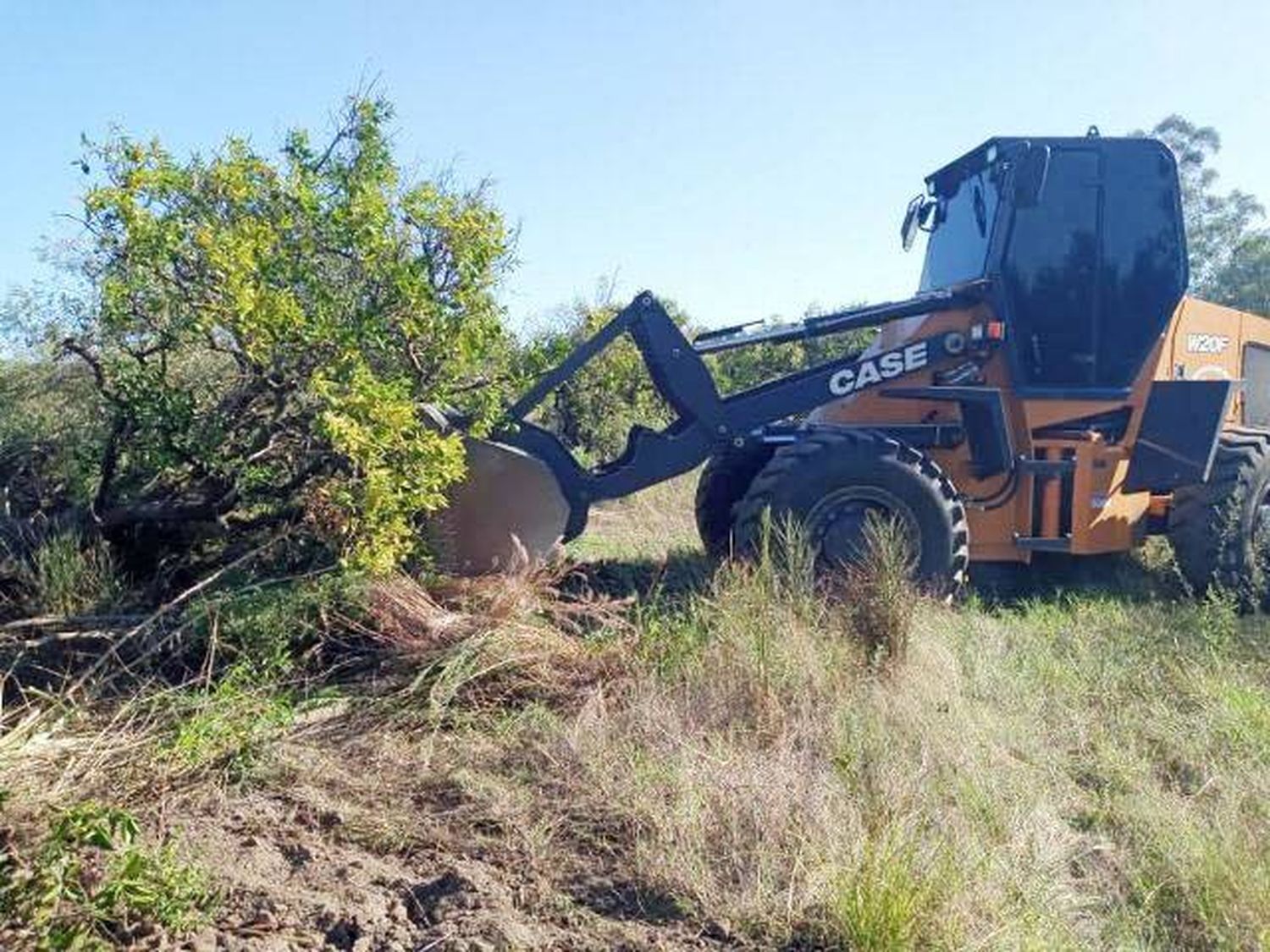 HLB: erradicaron plantas cítricas en una quinta abandonada en Santa Ana