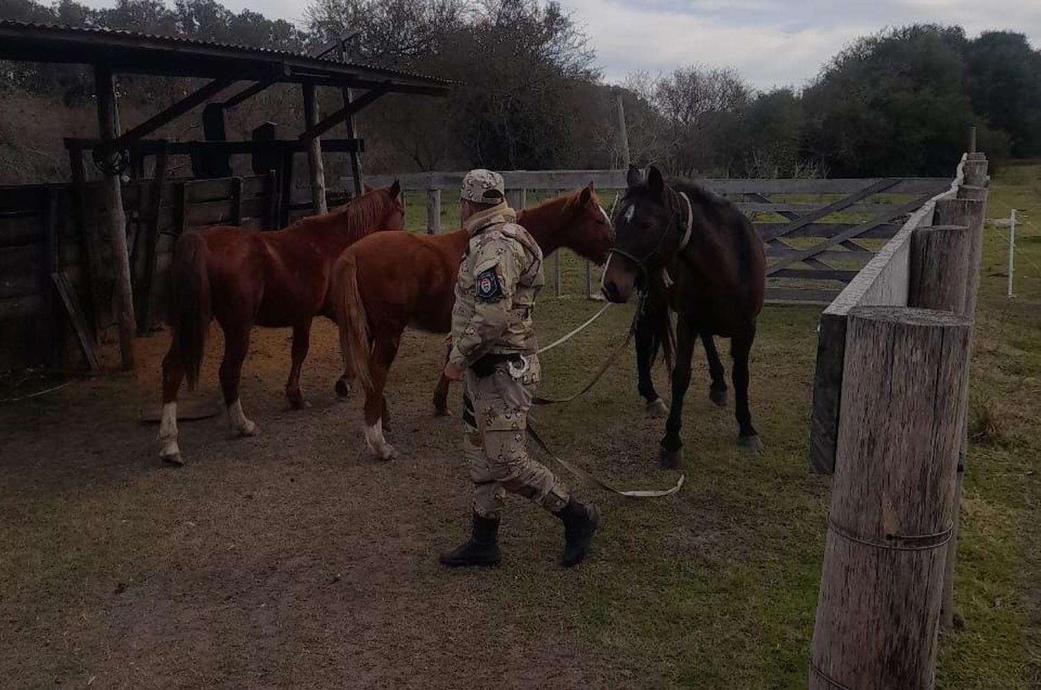 Secuestran tres caballos en la vía pública y advierten que han aumentado las denuncias por animales sueltos