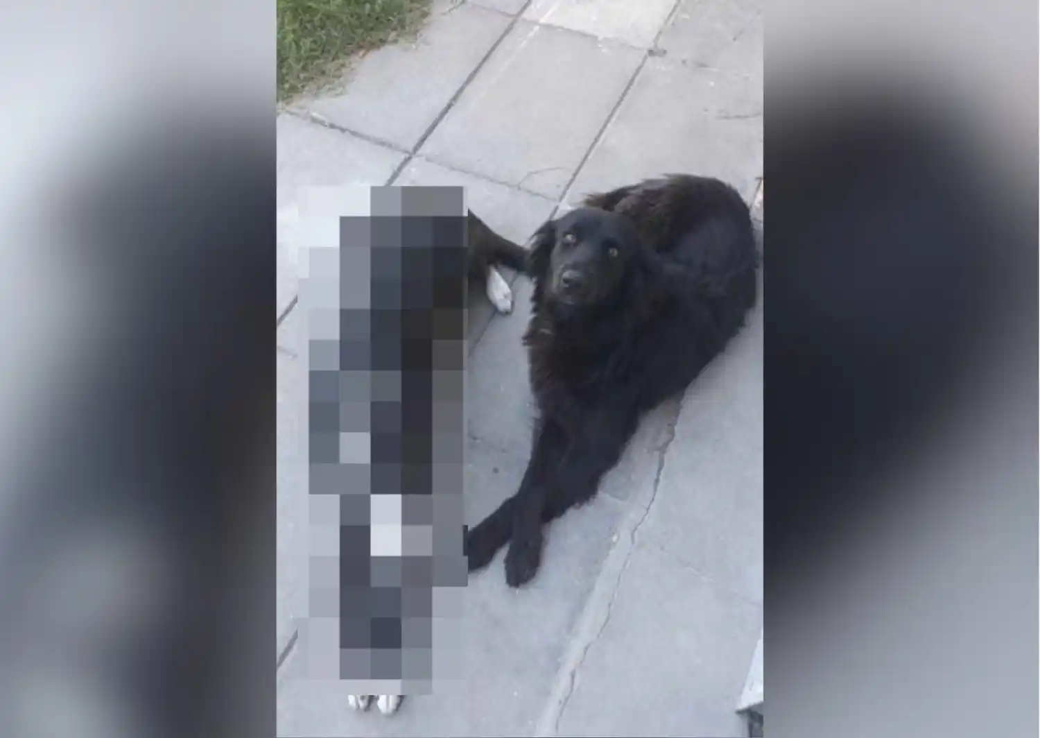 Mascotas: buscan a Loreta