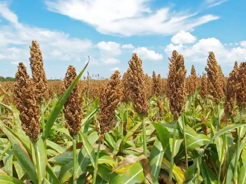 Destacan que el 94% del sorgo entrerriano presenta una condición entre Buena y Muy Buena