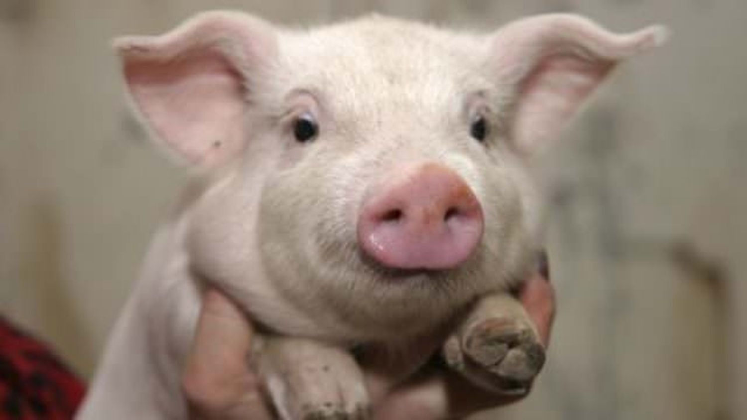 El extraño caso del cerdo entrerriano con dos hocicos 