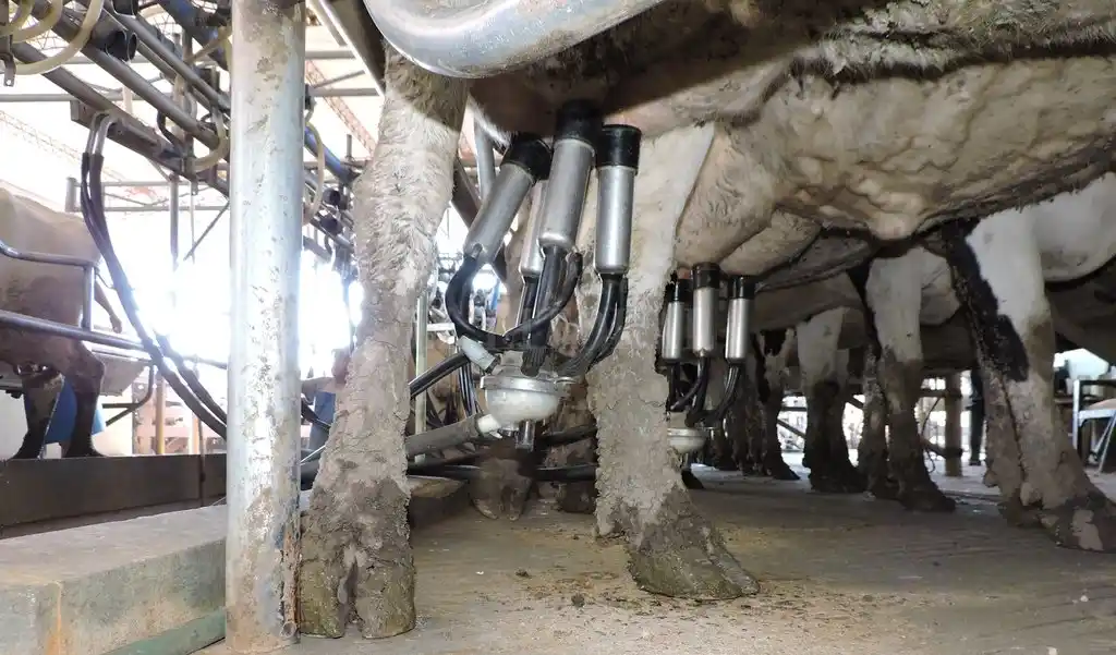 Septiembre rojo: el precio al tambero caerá nuevamente debajo de los costos