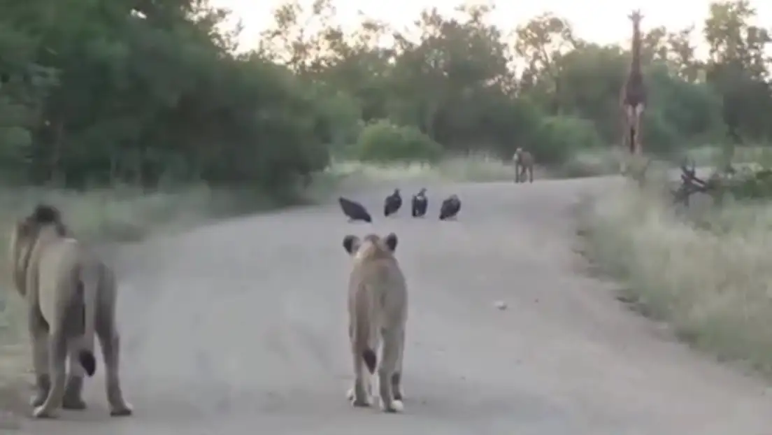 Encuentro salvaje