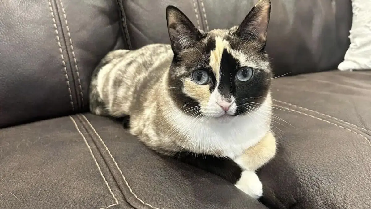 GATITA SOBREVIVE una semana dentro de una caja de Amazon: no vas a creer cómo se metió en semejante lío
